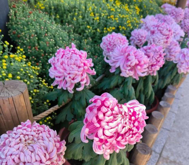 养花10年，分享我最喜欢的10种花，不光好养活，开花超漂亮