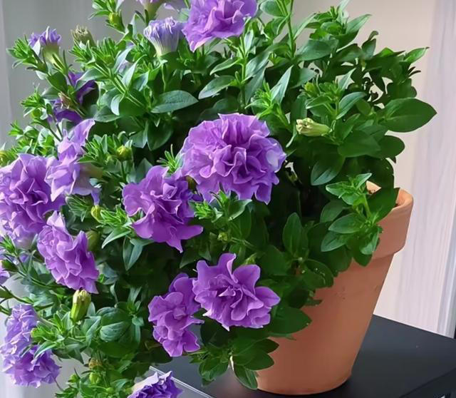 养花10年，分享我最喜欢的10种花，不光好养活，开花超漂亮