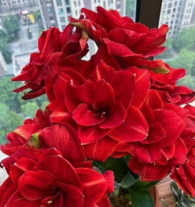 养花10年，分享我最喜欢的10种花，不光好养活，开花超漂亮