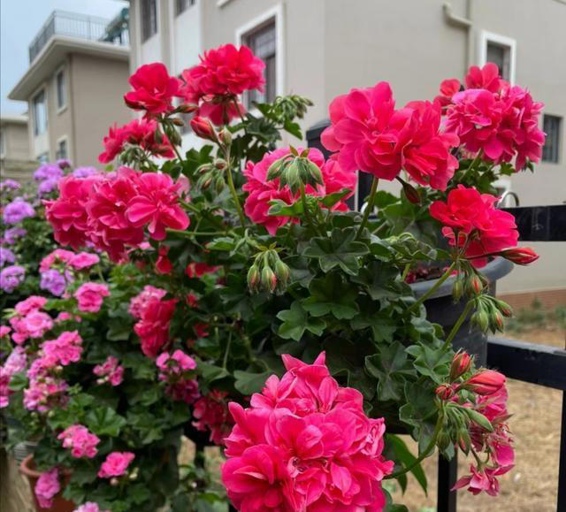 养花10年，分享我最喜欢的10种花，不光好养活，开花超漂亮