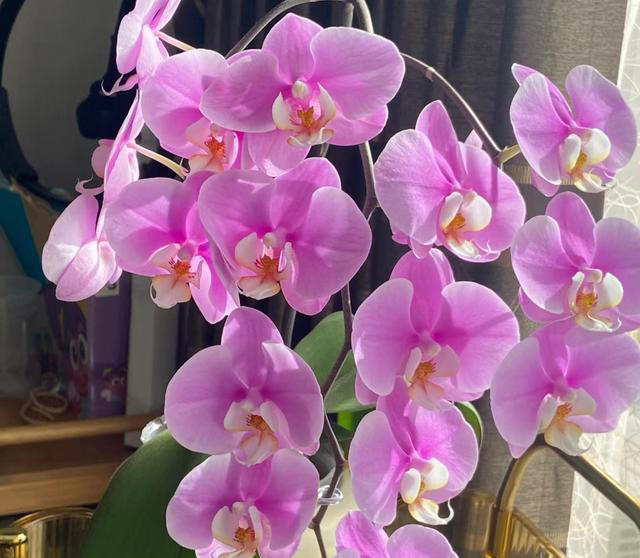 养花10年，分享我最喜欢的10种花，不光好养活，开花超漂亮