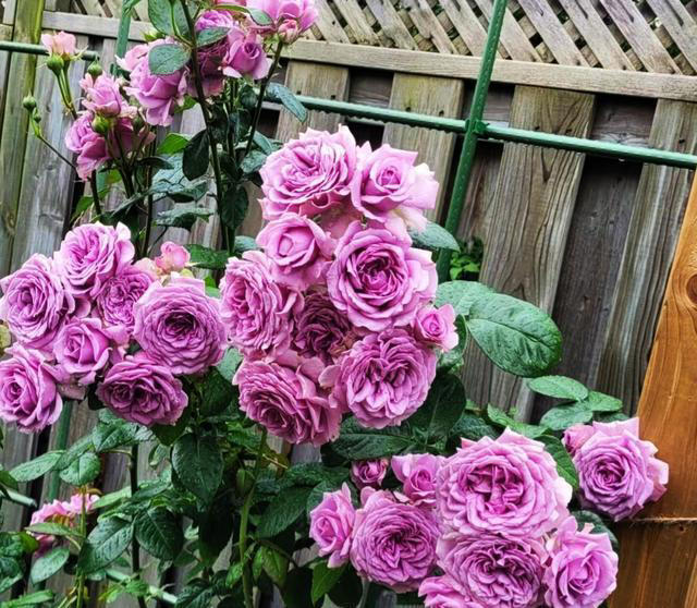 养花10年，分享我最喜欢的10种花，不光好养活，开花超漂亮