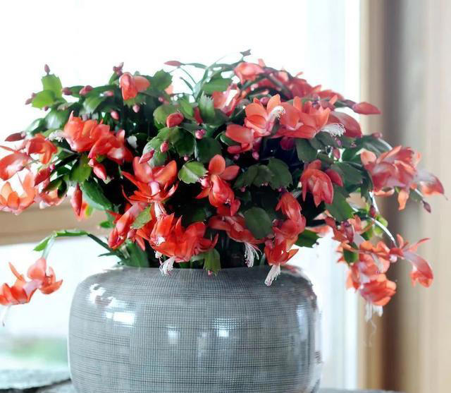 7种适合“叶插”的植物，一片叶，就能长出一大盆