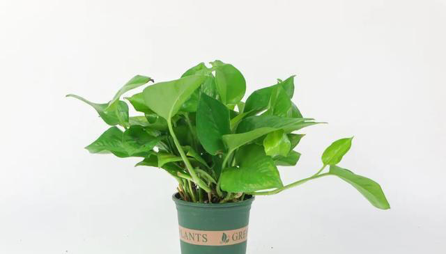 7种适合“叶插”的植物，一片叶，就能长出一大盆