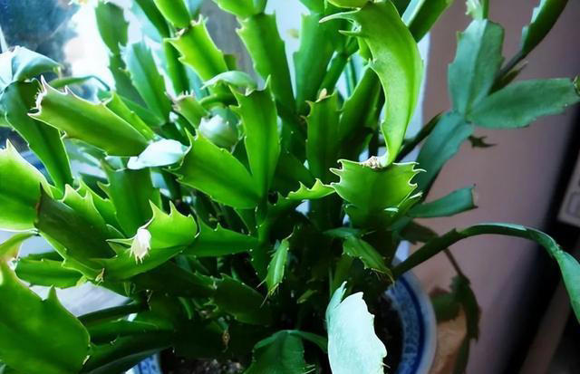 7种适合“叶插”的植物，一片叶，就能长出一大盆