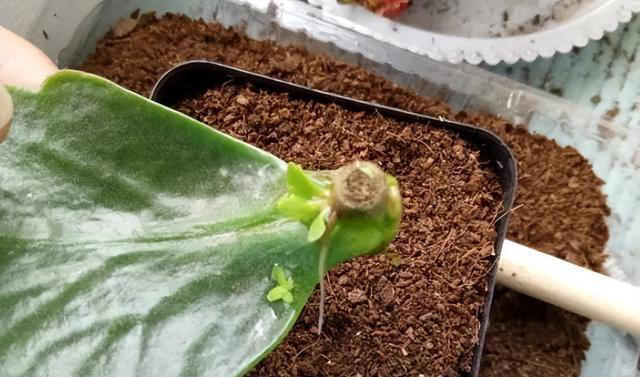 7种适合“叶插”的植物，一片叶，就能长出一大盆