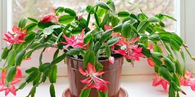 7种适合“叶插”的植物，一片叶，就能长出一大盆