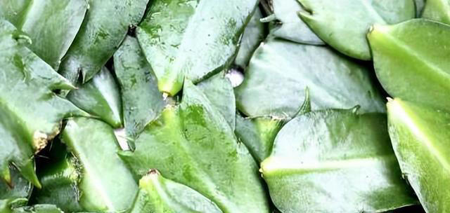 7种适合“叶插”的植物，一片叶，就能长出一大盆