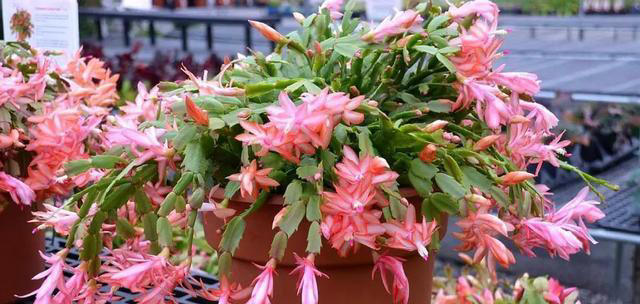 7种适合“叶插”的植物，一片叶，就能长出一大盆