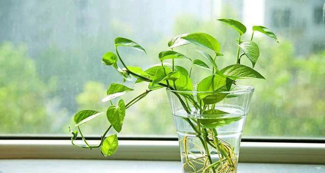 7种适合“叶插”的植物，一片叶，就能长出一大盆