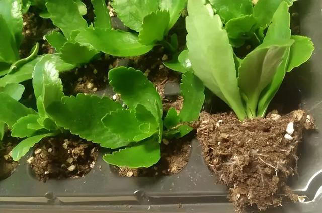 7种适合“叶插”的植物，一片叶，就能长出一大盆