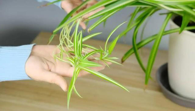 7种适合“叶插”的植物，一片叶，就能长出一大盆