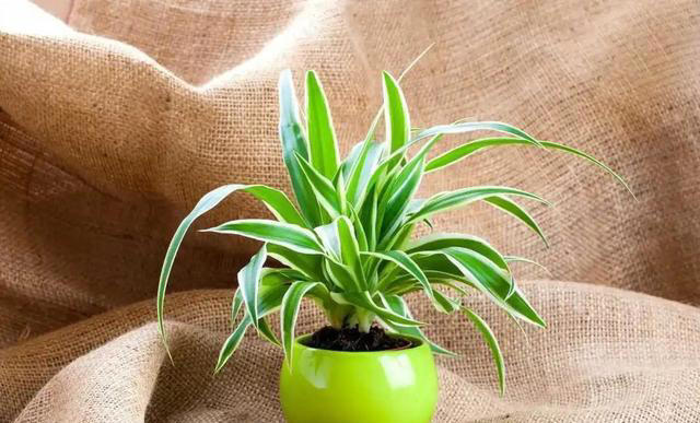 7种适合“叶插”的植物，一片叶，就能长出一大盆