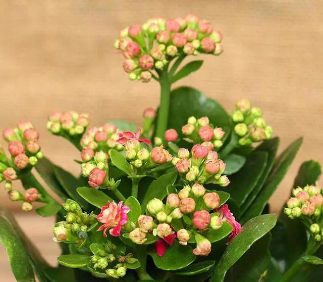 7种适合“叶插”的植物，一片叶，就能长出一大盆