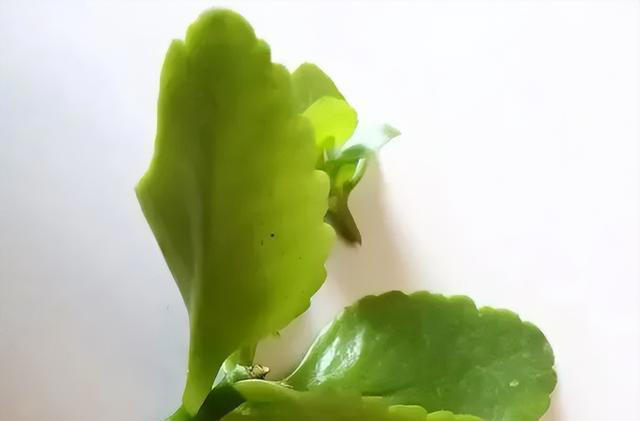 7种适合“叶插”的植物，一片叶，就能长出一大盆
