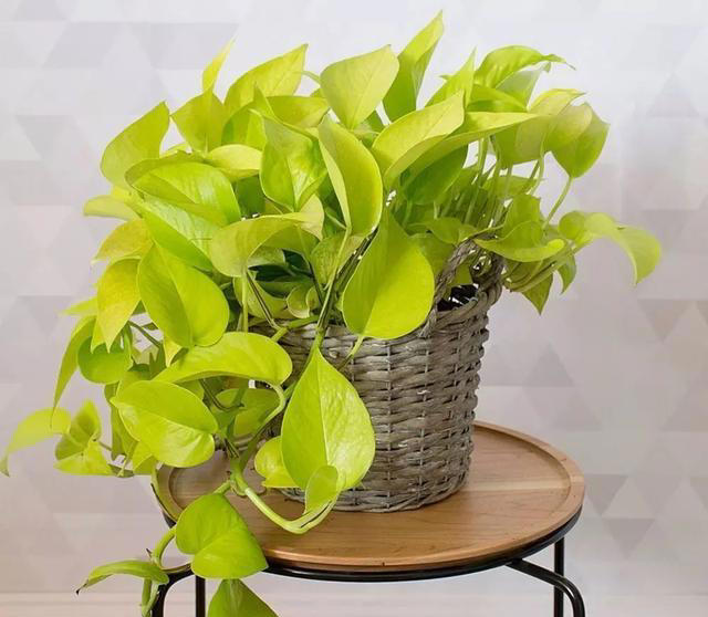 7种适合“叶插”的植物，一片叶，就能长出一大盆