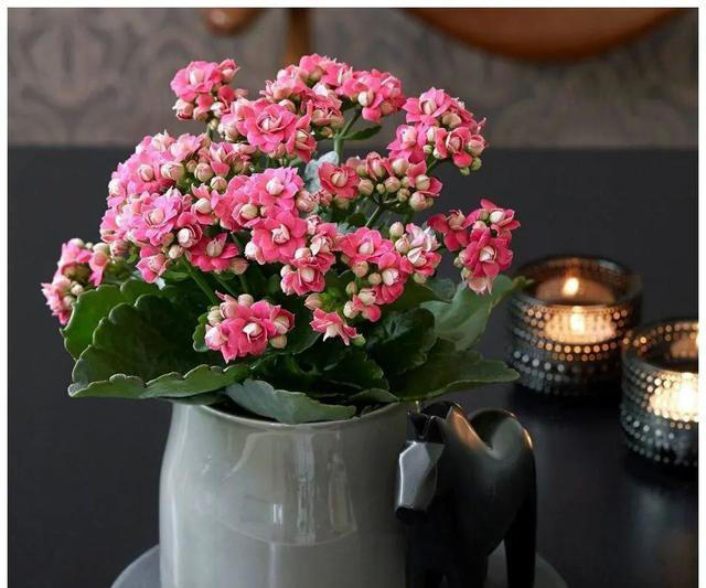 7种适合“叶插”的植物，一片叶，就能长出一大盆