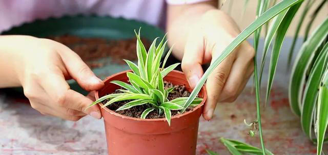 7种适合“叶插”的植物，一片叶，就能长出一大盆