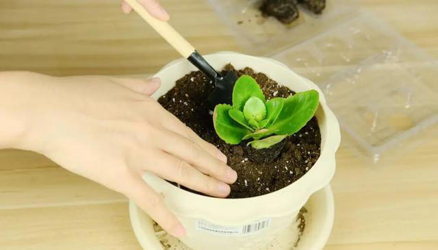 7种适合“叶插”的植物，一片叶，就能长出一大盆