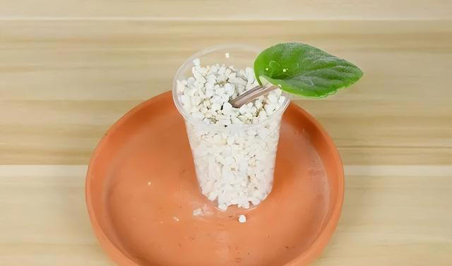 7种适合“叶插”的植物，一片叶，就能长出一大盆