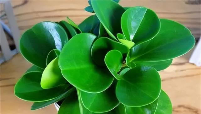 7种适合“叶插”的植物，一片叶，就能长出一大盆