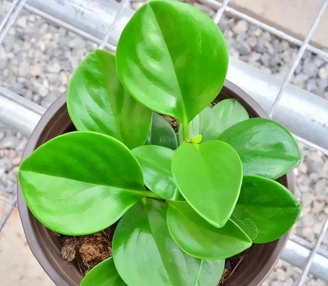 7种适合“叶插”的植物，一片叶，就能长出一大盆