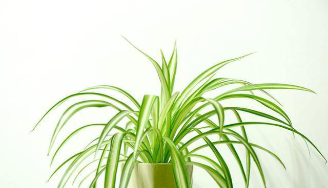 7种适合“叶插”的植物，一片叶，就能长出一大盆