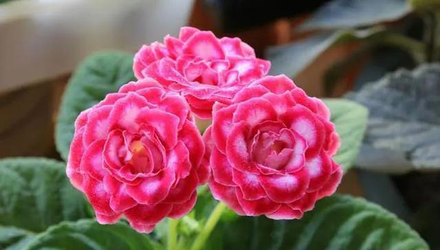 7种适合“叶插”的植物，一片叶，就能长出一大盆