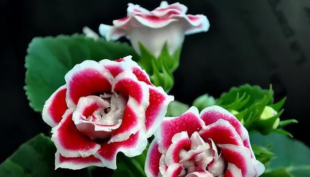 7种适合“叶插”的植物，一片叶，就能长出一大盆