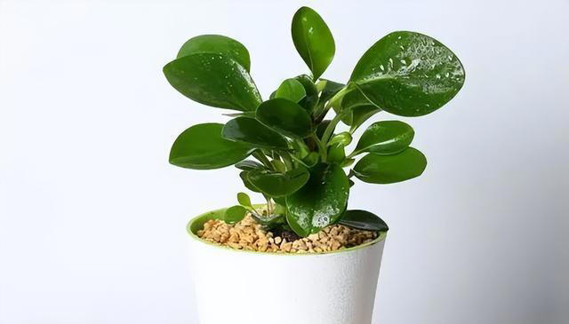 7种适合“叶插”的植物，一片叶，就能长出一大盆