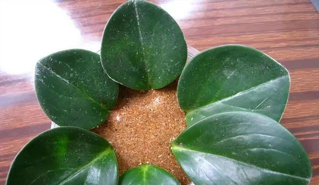 7种适合“叶插”的植物，一片叶，就能长出一大盆