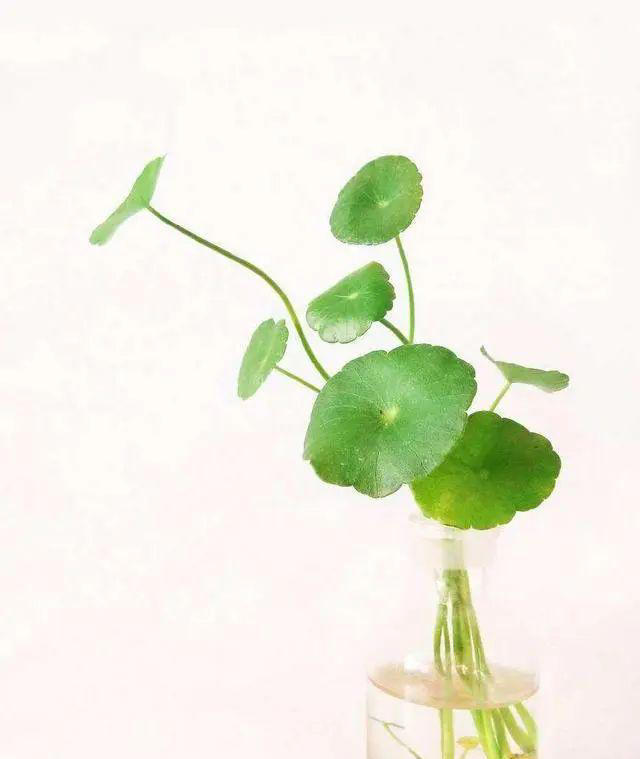 7种适合“叶插”的植物，一片叶，就能长出一大盆