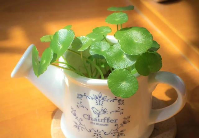 7种适合“叶插”的植物，一片叶，就能长出一大盆