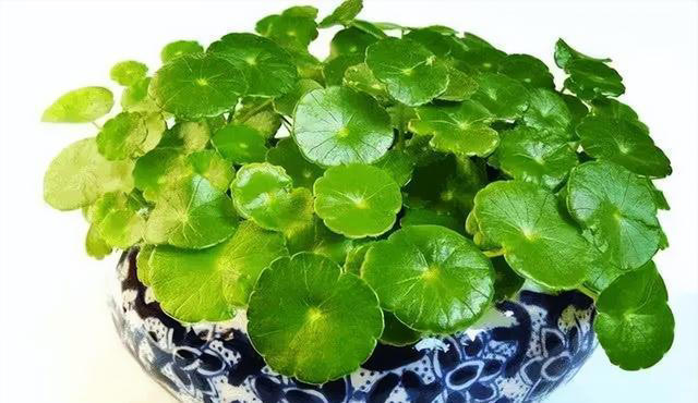 7种适合“叶插”的植物，一片叶，就能长出一大盆