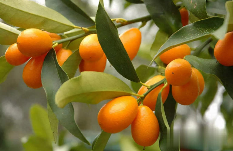 冬天别养花，种这3样果树，好看又实用！ 