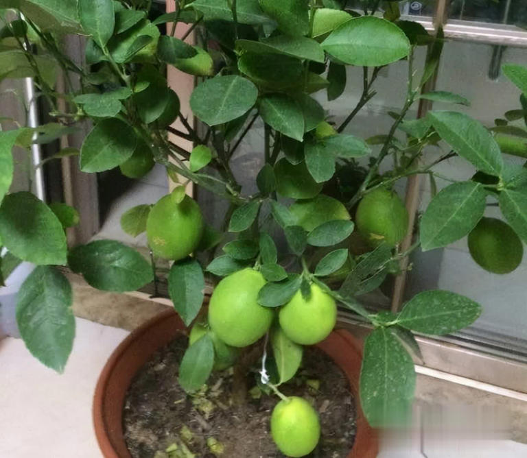 冬天别养花，种这3样果树，好看又实用！