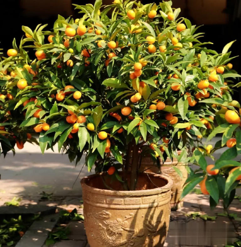 冬天别养花，种这3样果树，好看又实用！