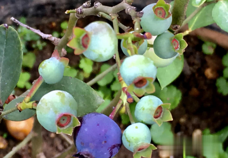 冬天别养花，种这3样果树，好看又实用！