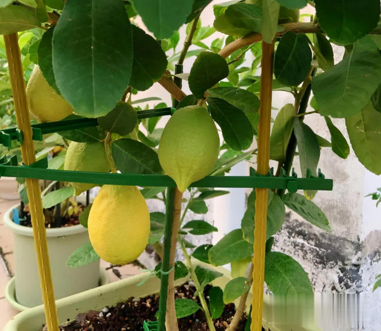 冬天别养花，种这3样果树，好看又实用！