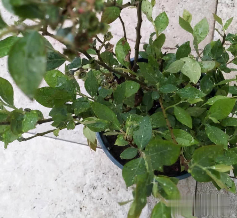 冬天别养花，种这3样果树，好看又实用！