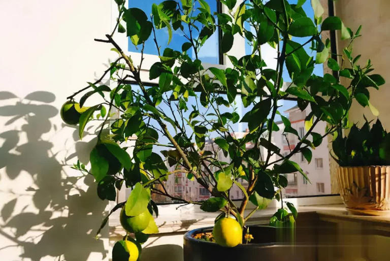 冬天别养花，种这3样果树，好看又实用！