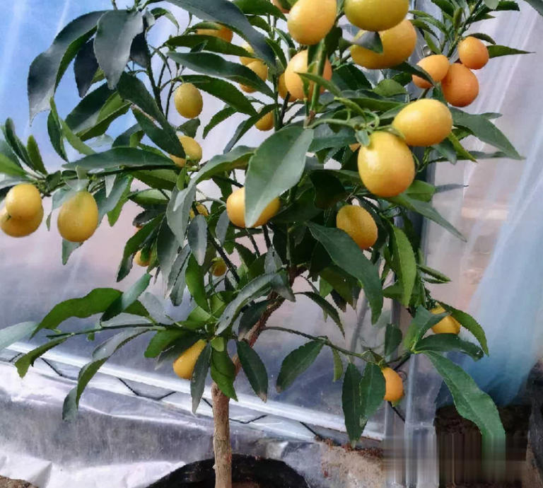 冬天别养花，种这3样果树，好看又实用！