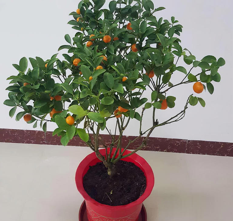 冬天别养花，种这3样果树，好看又实用！