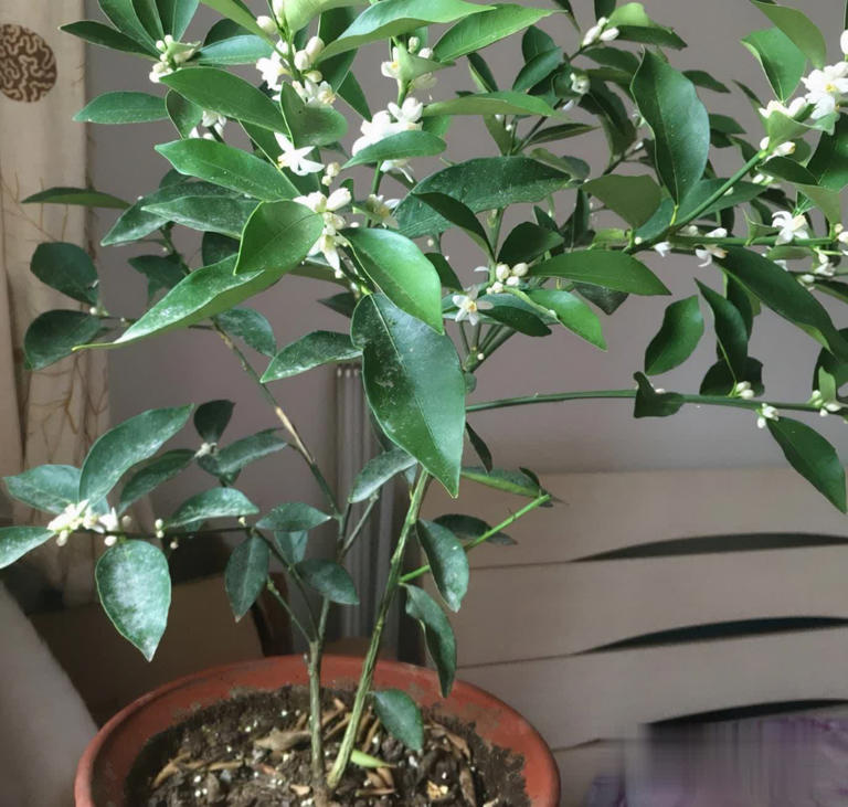 冬天别养花，种这3样果树，好看又实用！