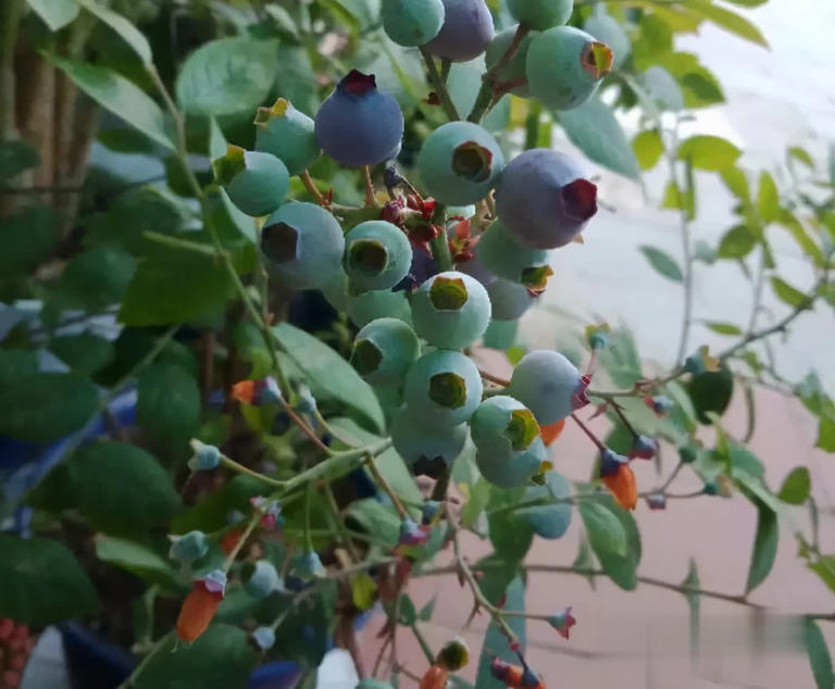 冬天别养花，种这3样果树，好看又实用！