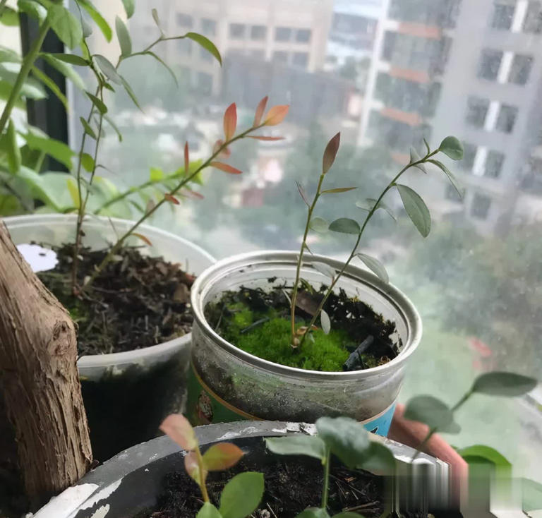 冬天别养花，种这3样果树，好看又实用！