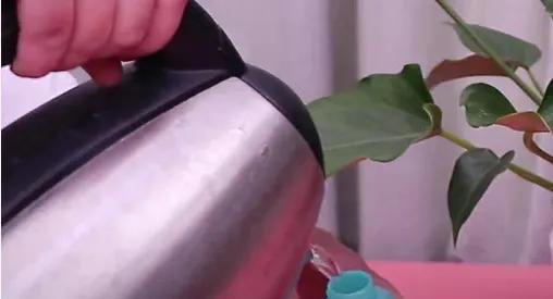 室内养花爱生虫？3个“笨方法”，不用喷农药，小虫消灭净