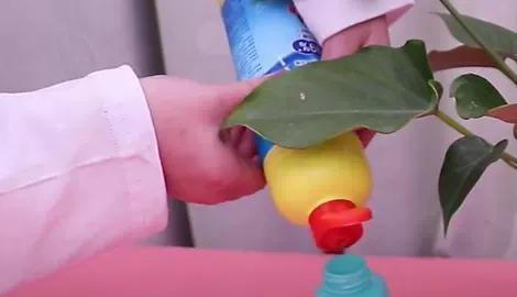 室内养花爱生虫？3个“笨方法”，不用喷农药，小虫消灭净