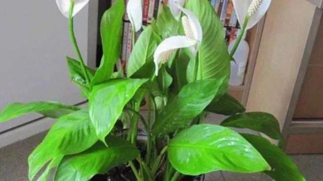 室内养花爱生虫？3个“笨方法”，不用喷农药，小虫消灭净