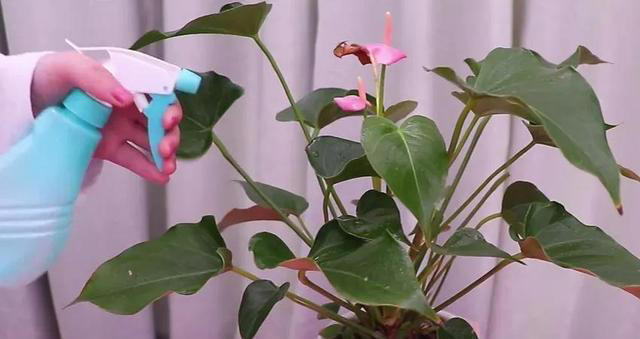 室内养花爱生虫？3个“笨方法”，不用喷农药，小虫消灭净